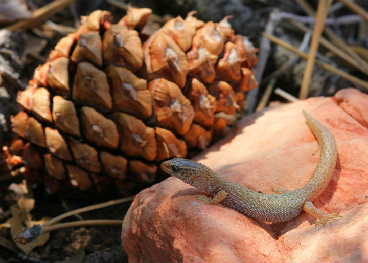 Desert Night Lizard